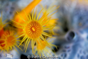 Sunflower on lunar sponge by Pietro Cremone 